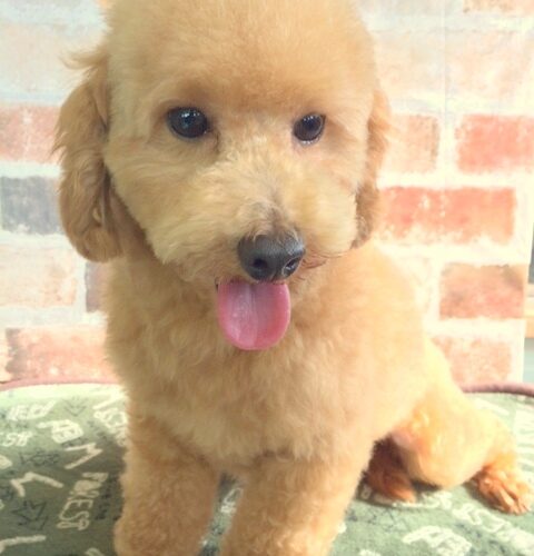 トイプードル 男の子 ペットサロン松山 仔犬の自家繁殖販売