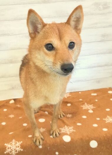 豆柴