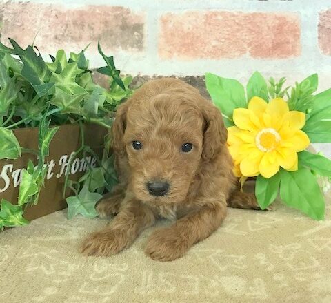 トイプードル 男の子 ペットサロン松山 仔犬の自家繁殖販売 トイプードル 男の子 ペットサロン松山 仔犬の自家繁殖販売