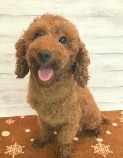 トイプードル