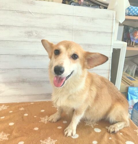 W コーギー 女の子 ペットサロン松山 仔犬の自家繁殖販売