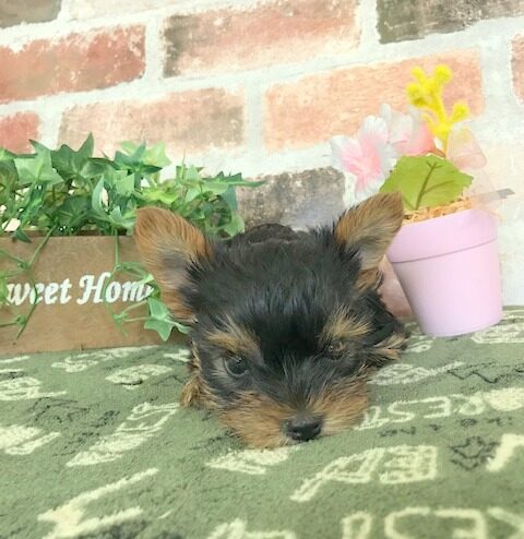 ヨークシャテリア 子犬 子猫 ペットサロン松山 仔犬の自家繁殖販売