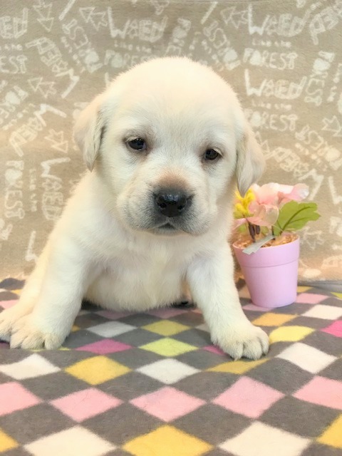 ラブラドール 子犬 子猫 ペットサロン松山 仔犬の自家繁殖販売 ラブラドール 子犬 子猫 ペットサロン松山 仔犬の自家繁殖販売