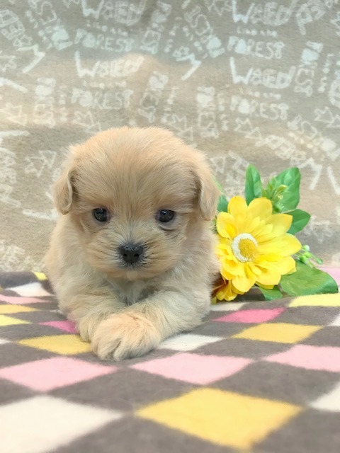 mix 狆 トイプードル 男の子 ペットサロン松山 仔犬の自家繁殖販売 mix 狆 トイプードル 男の子 ペットサロン松山 仔犬の自家繁殖販売