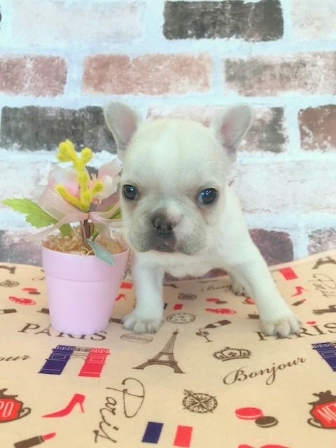 フレンチブルドック 子犬 子猫 ペットサロン松山 仔犬の自家繁殖販売 フレンチブルドック 子犬 子猫 ペットサロン松山 仔犬の自家繁殖販売