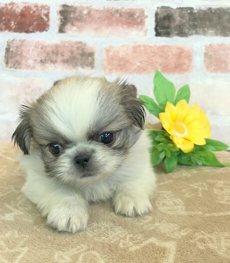 ペキニーズ 男の子 ペットサロン松山 仔犬の自家繁殖販売 ペキニーズ 男の子 ペットサロン松山 仔犬の自家繁殖販売