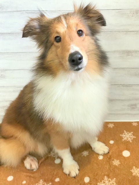 シェットランドシープドッグ