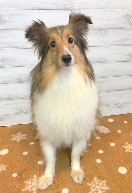 シェットランドシープドッグ