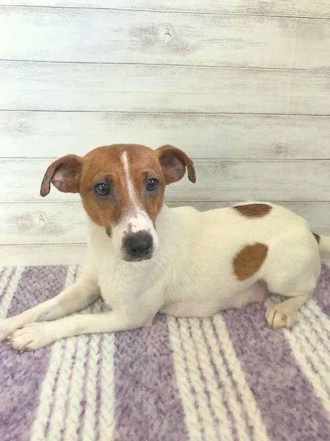 エメ ワンちゃん ジャックラッセルテリア ペットサロン松山 仔犬の自家繁殖販売