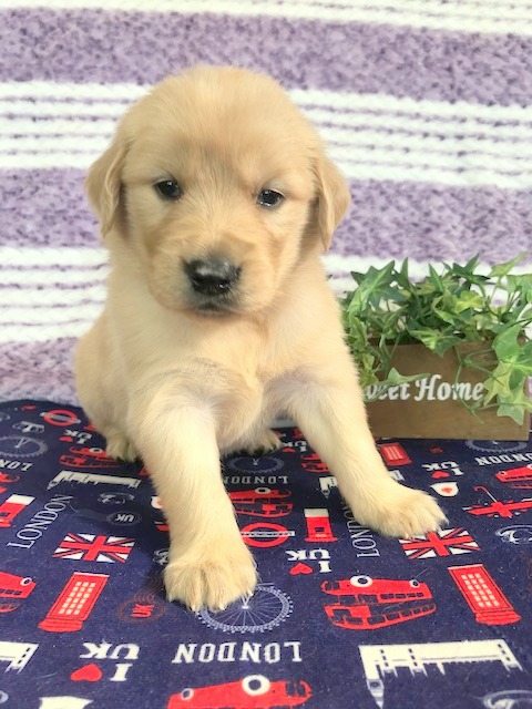 ゴールデンレトリバー 女の子 ペットサロン松山 仔犬の自家繁殖販売 ゴールデンレトリバー 女の子 ペットサロン松山 仔犬の自家繁殖販売