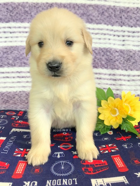 ゴールデンレトリバー 男の子 ペットサロン松山 仔犬の自家繁殖販売 ゴールデンレトリバー 男の子 ペットサロン松山 仔犬の自家繁殖販売