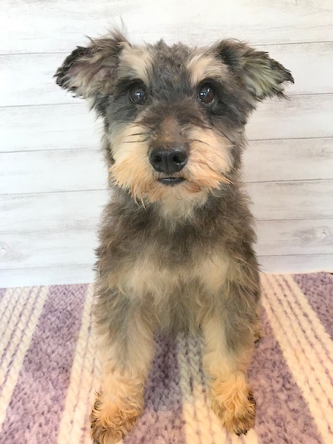 メッシ ペットサロン松山 仔犬の自家繁殖販売