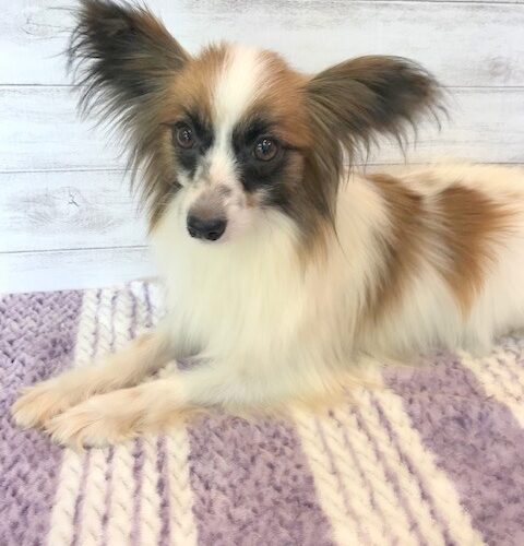 バンビ