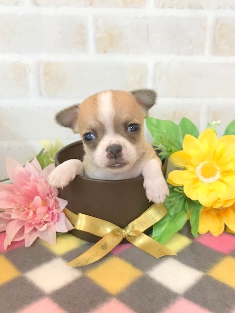 チワワ スムース 男の子 ペットサロン松山 仔犬の自家繁殖販売