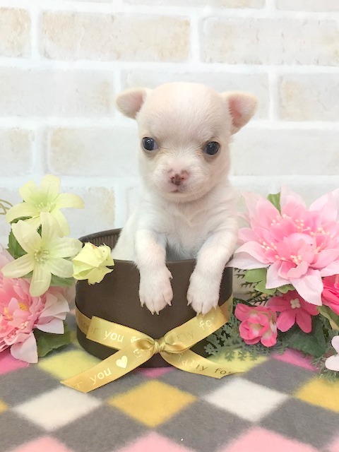 チワワ スムース 女の子 ペットサロン松山 仔犬の自家繁殖販売 チワワ スムース 女の子 ペットサロン松山 仔犬の自家繁殖販売