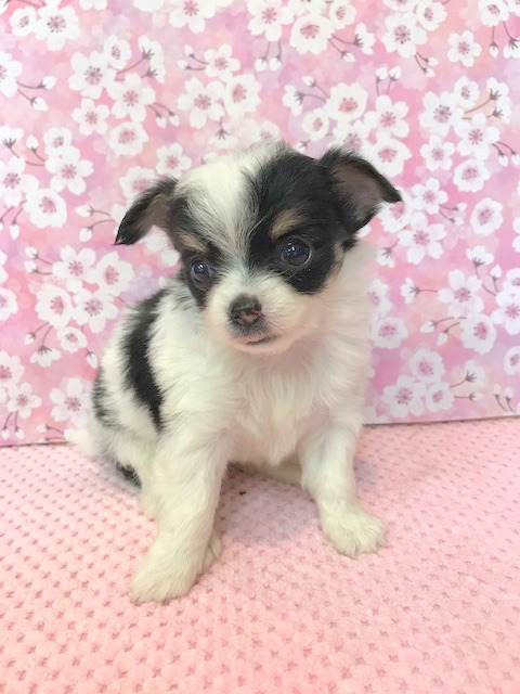チワワ 女の子 ペットサロン松山 仔犬の自家繁殖販売 チワワ 女の子 ペットサロン松山 仔犬の自家繁殖販売