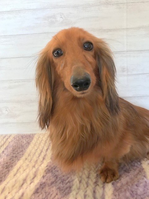 Ｍ・ダックス