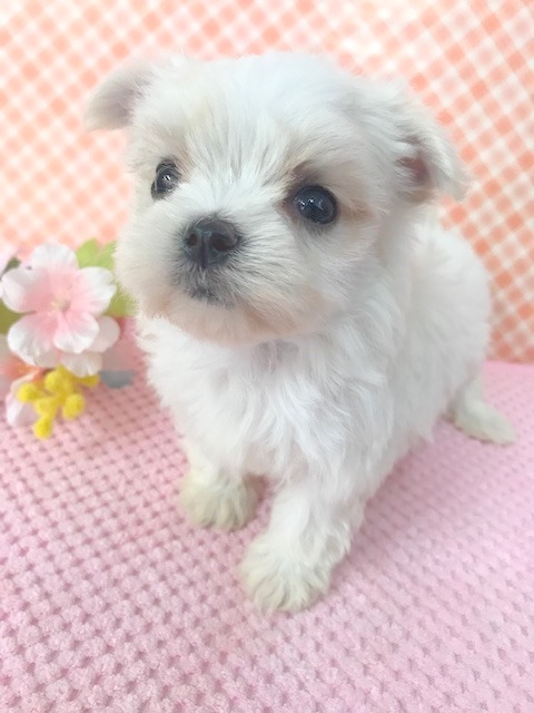 マルチーズ 子犬 子猫 ペットサロン松山 仔犬の自家繁殖販売 マルチーズ 子犬 子猫 ペットサロン松山 仔犬の自家繁殖販売
