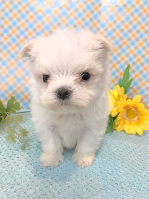 子犬 子猫 ペットサロン松山 仔犬の自家繁殖販売