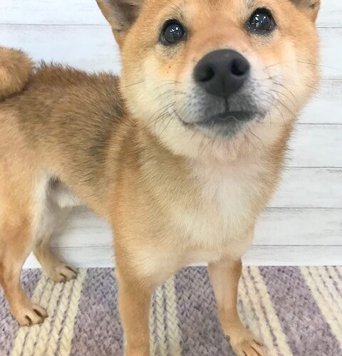 だいち