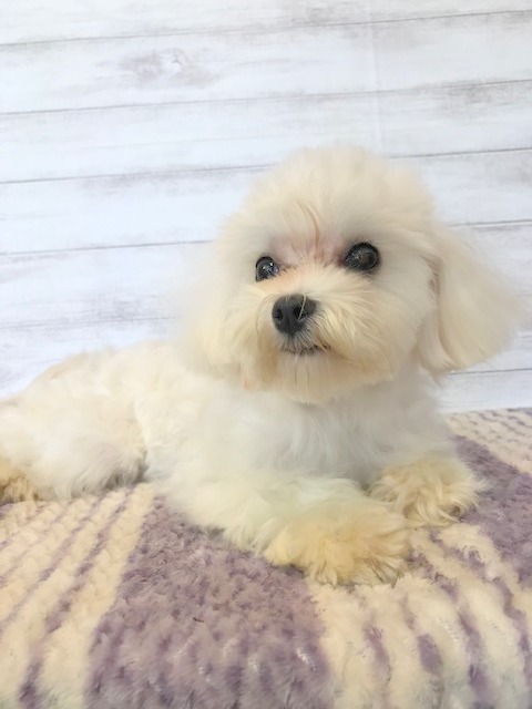 マルチーズ