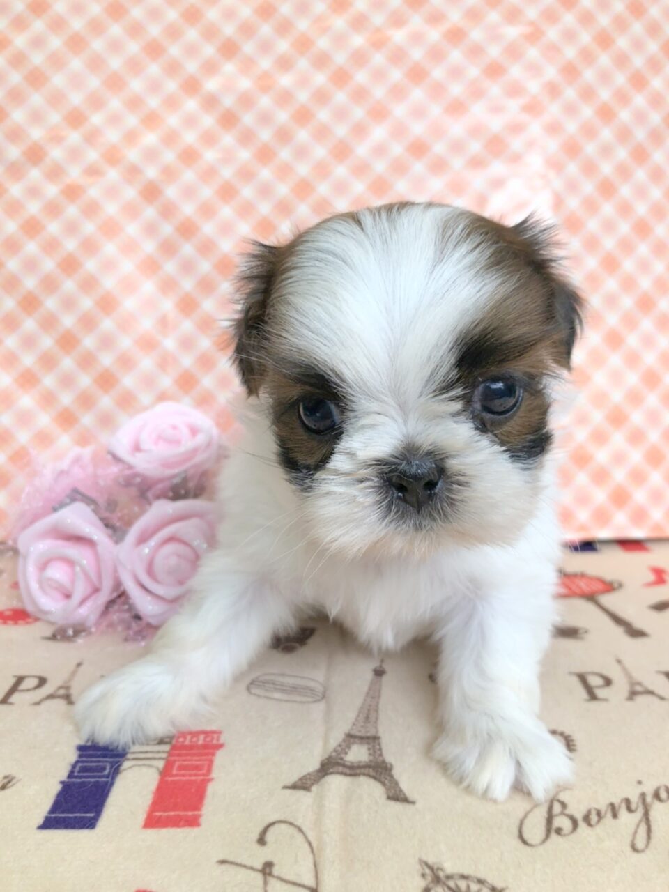 シーズー 子犬 子猫 ペットサロン松山 仔犬の自家繁殖販売 シーズー 子犬 子猫 ペットサロン松山 仔犬の自家繁殖販売