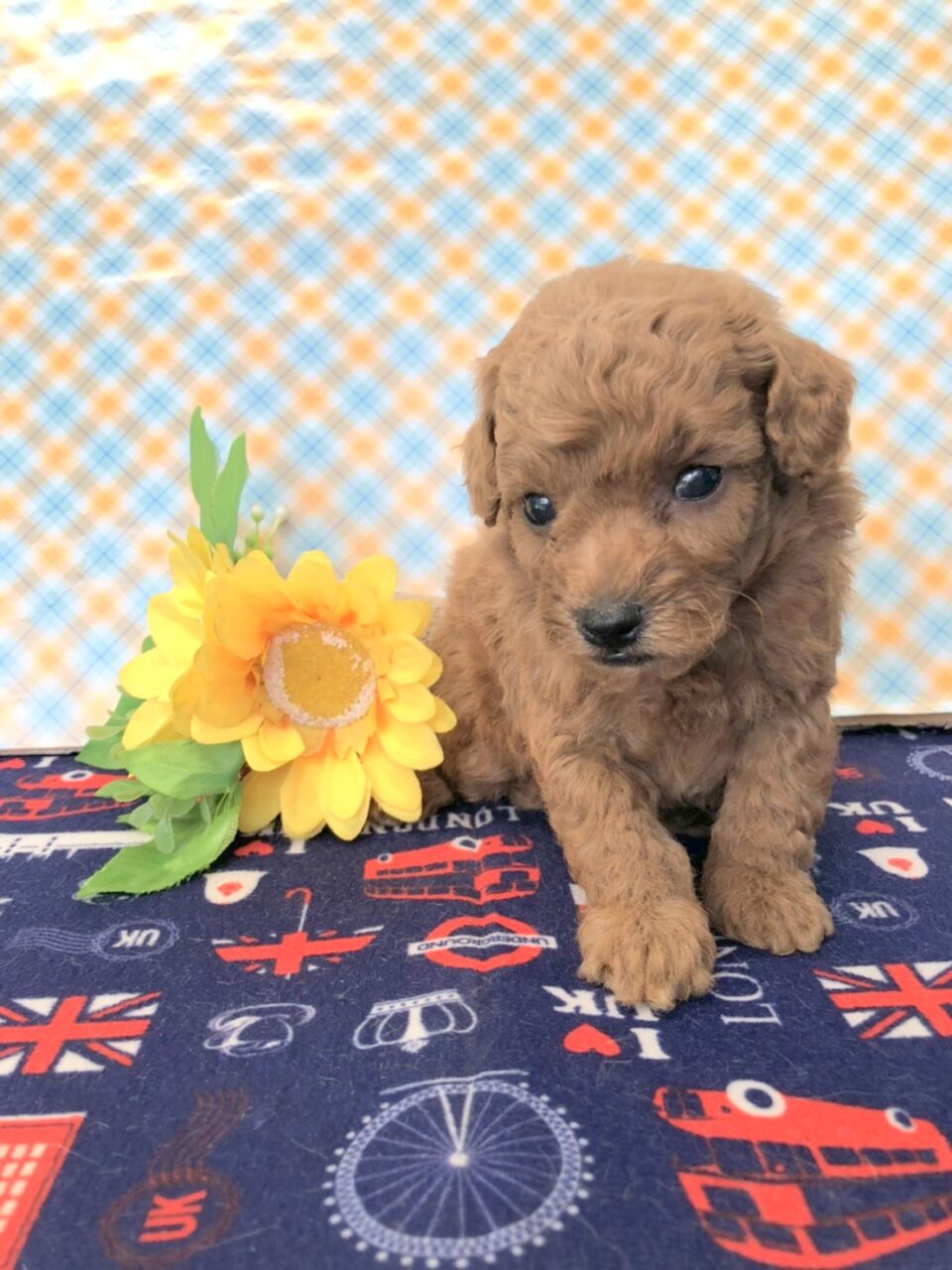 トイプードル 男の子 ペットサロン松山 仔犬の自家繁殖販売 トイプードル 男の子 ペットサロン松山 仔犬の自家繁殖販売