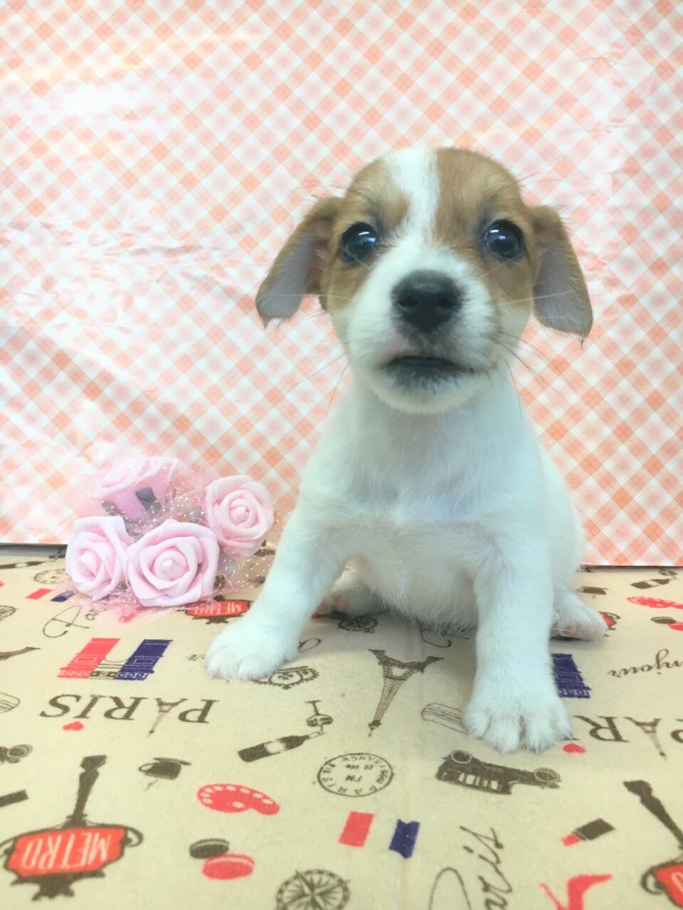 ジャックラッセルテリア 子犬 子猫 ペットサロン松山 仔犬の自家繁殖販売 ジャックラッセルテリア 子犬 子猫 ペットサロン松山 仔犬の自家繁殖販売