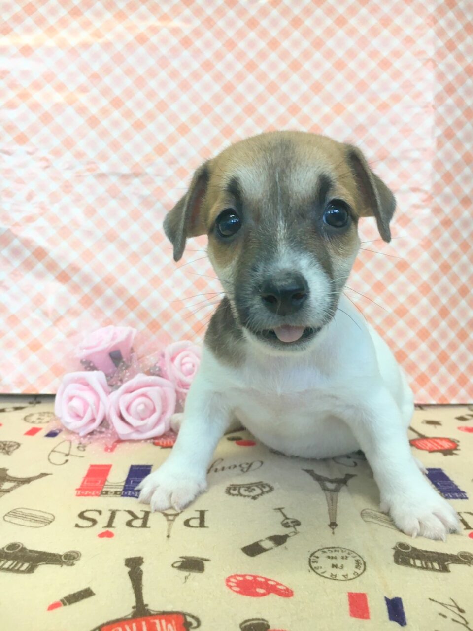 ジャックラッセルテリア 子犬 子猫 ペットサロン松山 仔犬の自家繁殖販売 ジャックラッセルテリア 子犬 子猫 ペットサロン松山 仔犬の自家繁殖販売