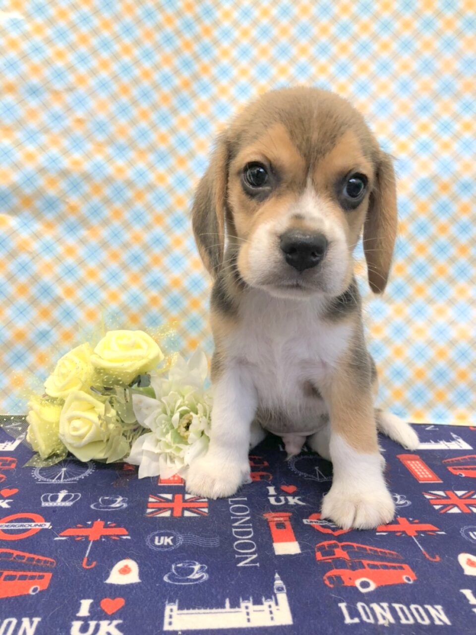 カイリ ワンちゃん ビーグル ペットサロン松山 仔犬の自家繁殖販売 カイリ ワンちゃん ビーグル ペットサロン松山 仔犬の自家繁殖販売