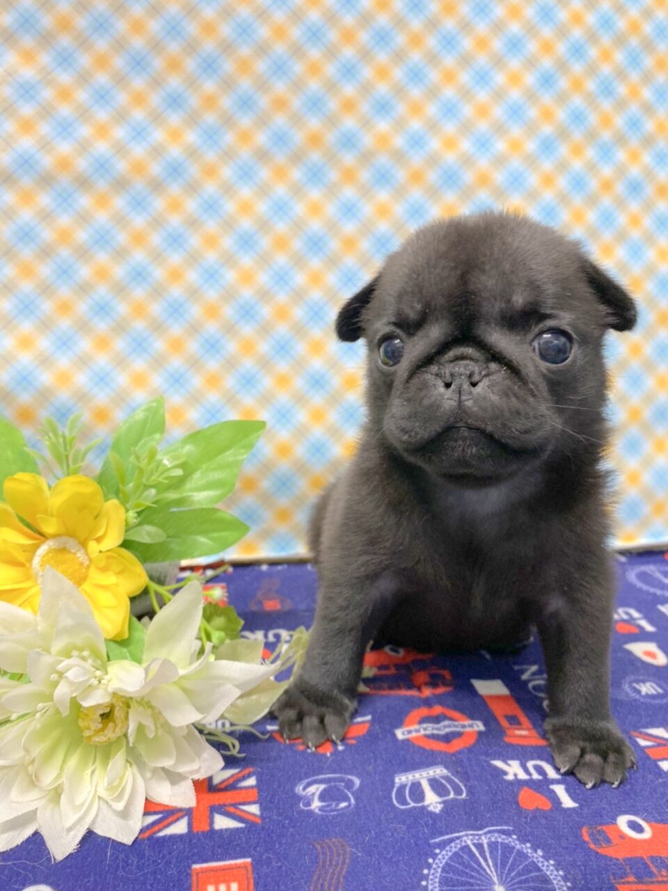 パグ 子犬 子猫 ペットサロン松山 仔犬の自家繁殖販売 パグ 子犬 子猫 ペットサロン松山 仔犬の自家繁殖販売