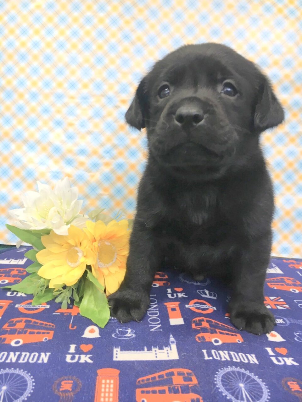 ラブラドール 子犬 子猫 ペットサロン松山 仔犬の自家繁殖販売 ラブラドール 子犬 子猫 ペットサロン松山 仔犬の自家繁殖販売