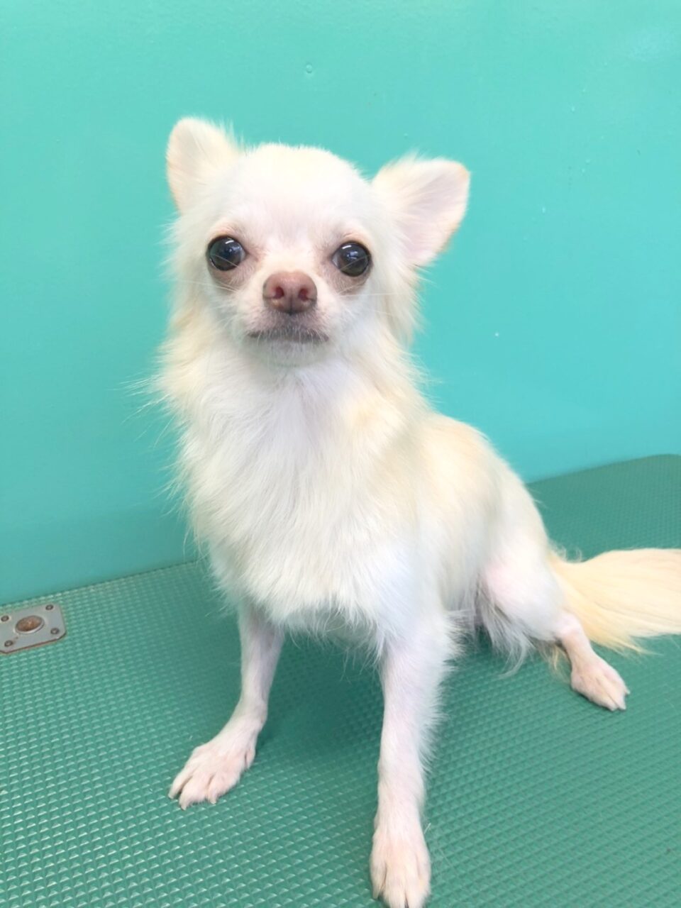 チャイ ワンちゃん チワワ ペットサロン松山 仔犬の自家繁殖販売