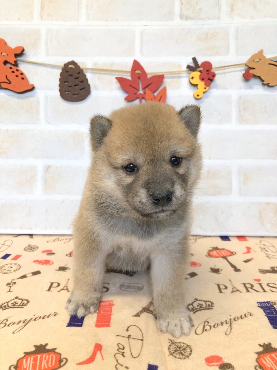 柴犬 子犬 子猫 ペットサロン松山 仔犬の自家繁殖販売