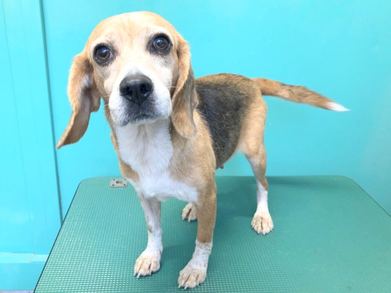 ビーグル 里親募集中 ペットサロン松山 仔犬の自家繁殖販売