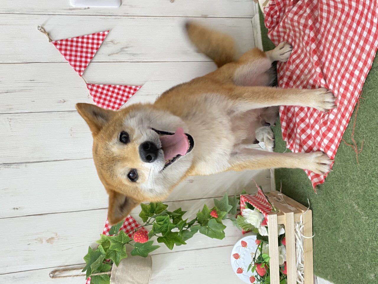 柴犬