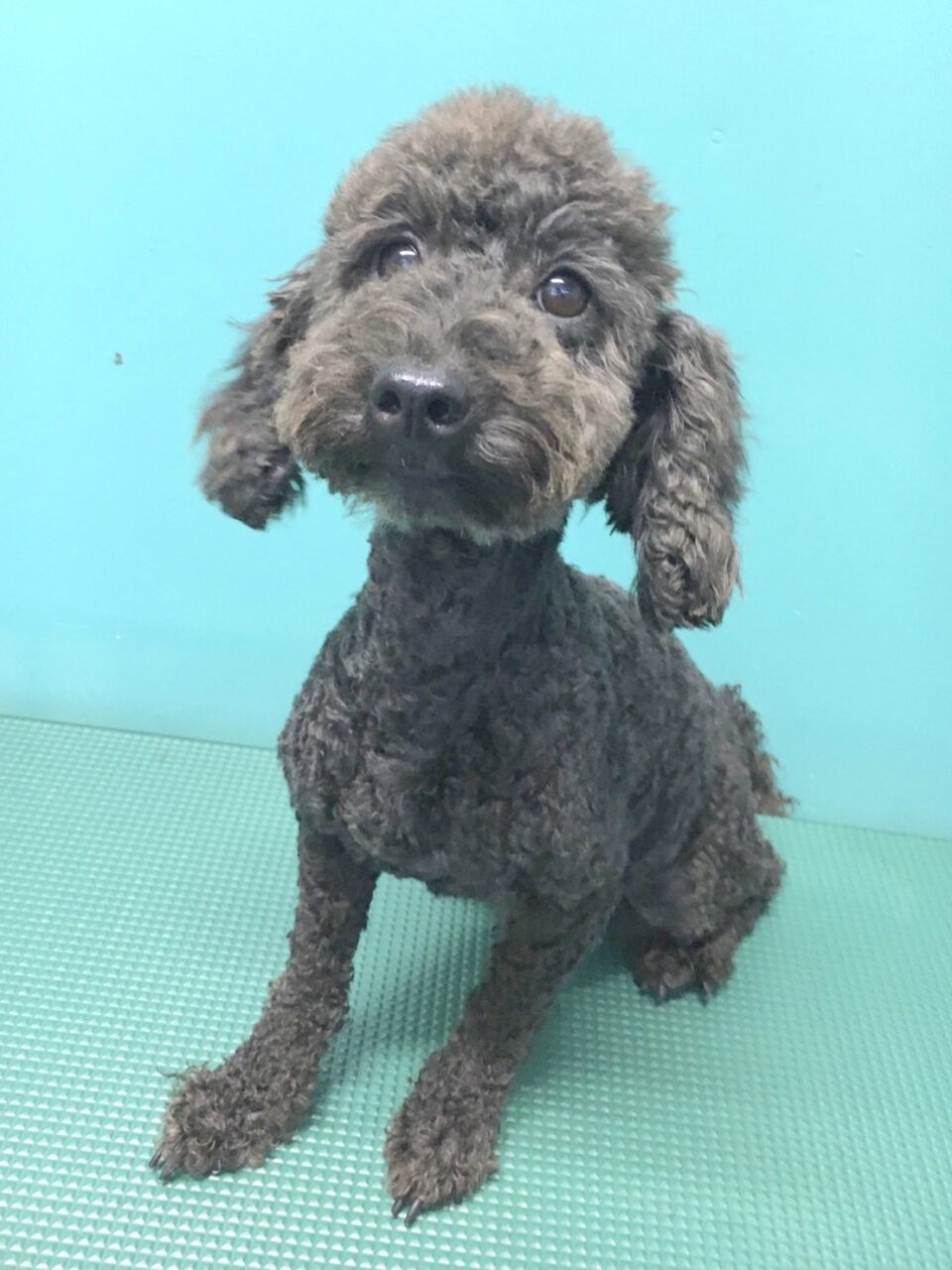 トイプードル