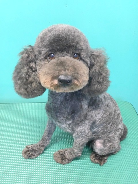 トイプードル
