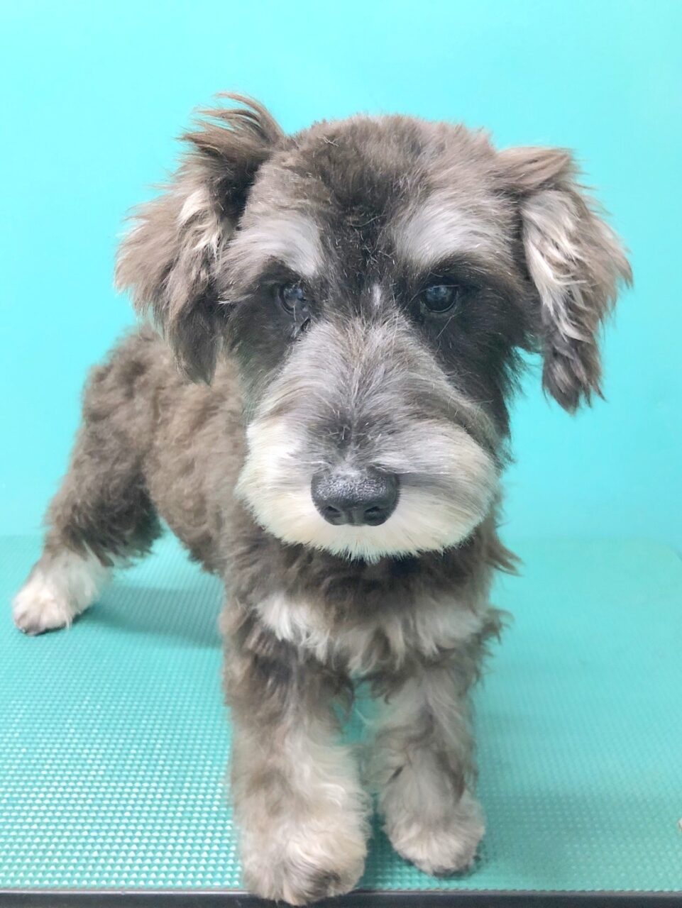 Ｍ・シュナウザー