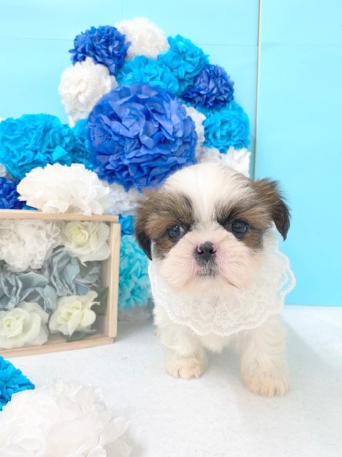 シーズー 女の子 ペットサロン松山 仔犬の自家繁殖販売 シーズー 女の子 ペットサロン松山 仔犬の自家繁殖販売