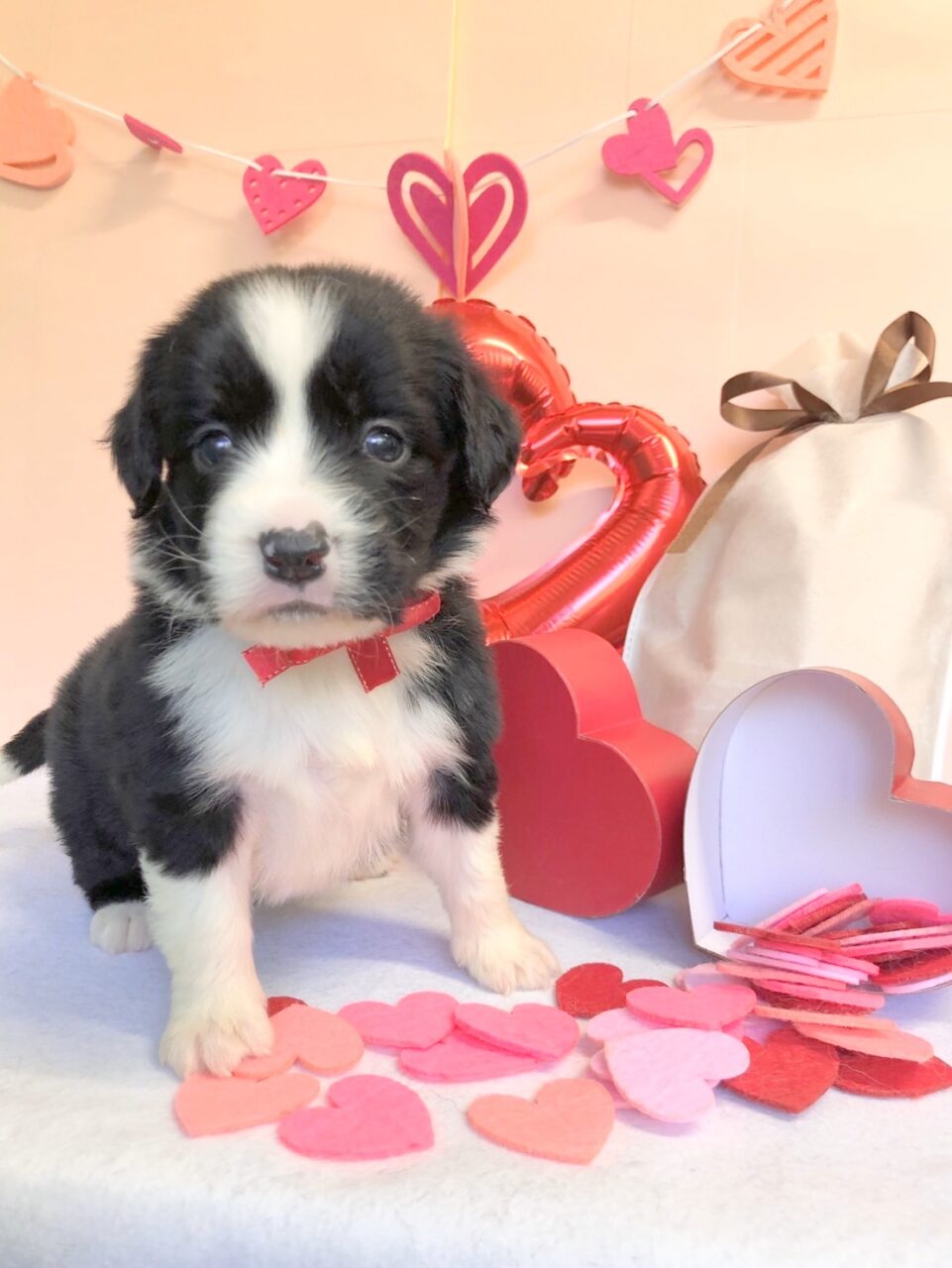 ｍｉｘ ボーダーコリー ｅ スプリンガー 女の子 ペットサロン松山 仔犬の自家繁殖販売