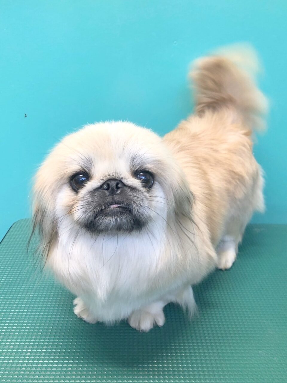 シャルル