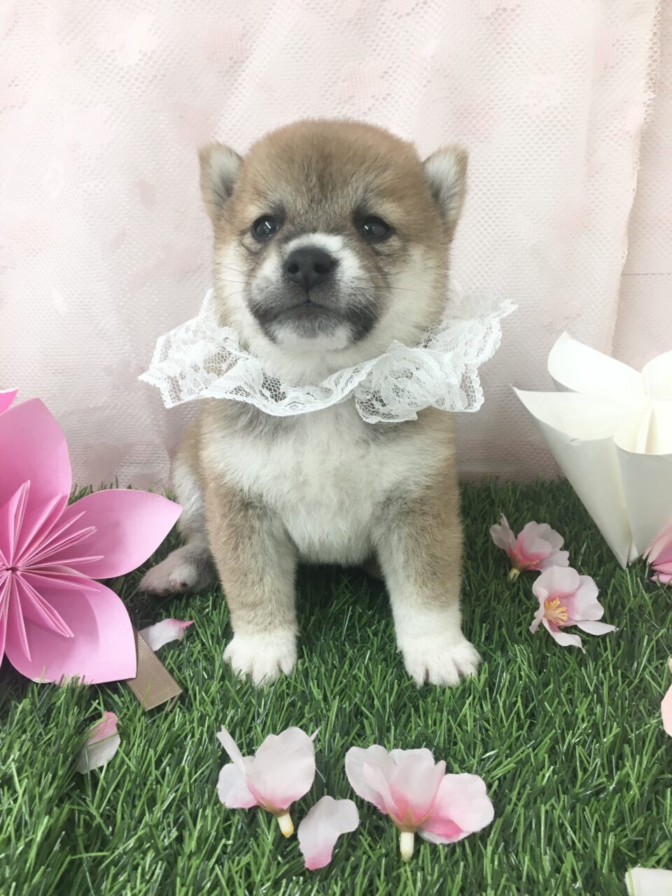 豆柴