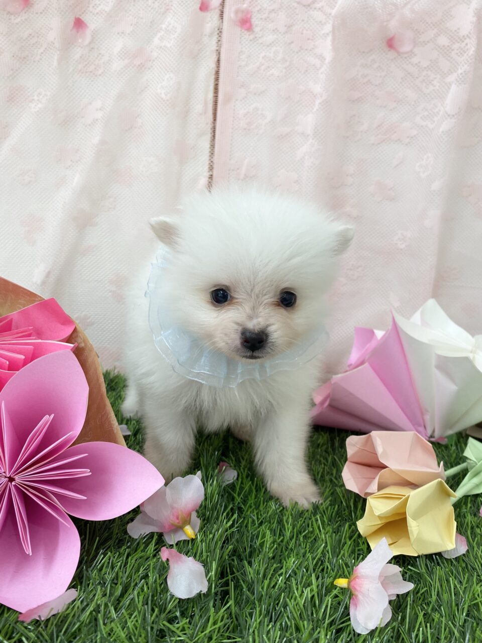 ポメラニアン★男の子★