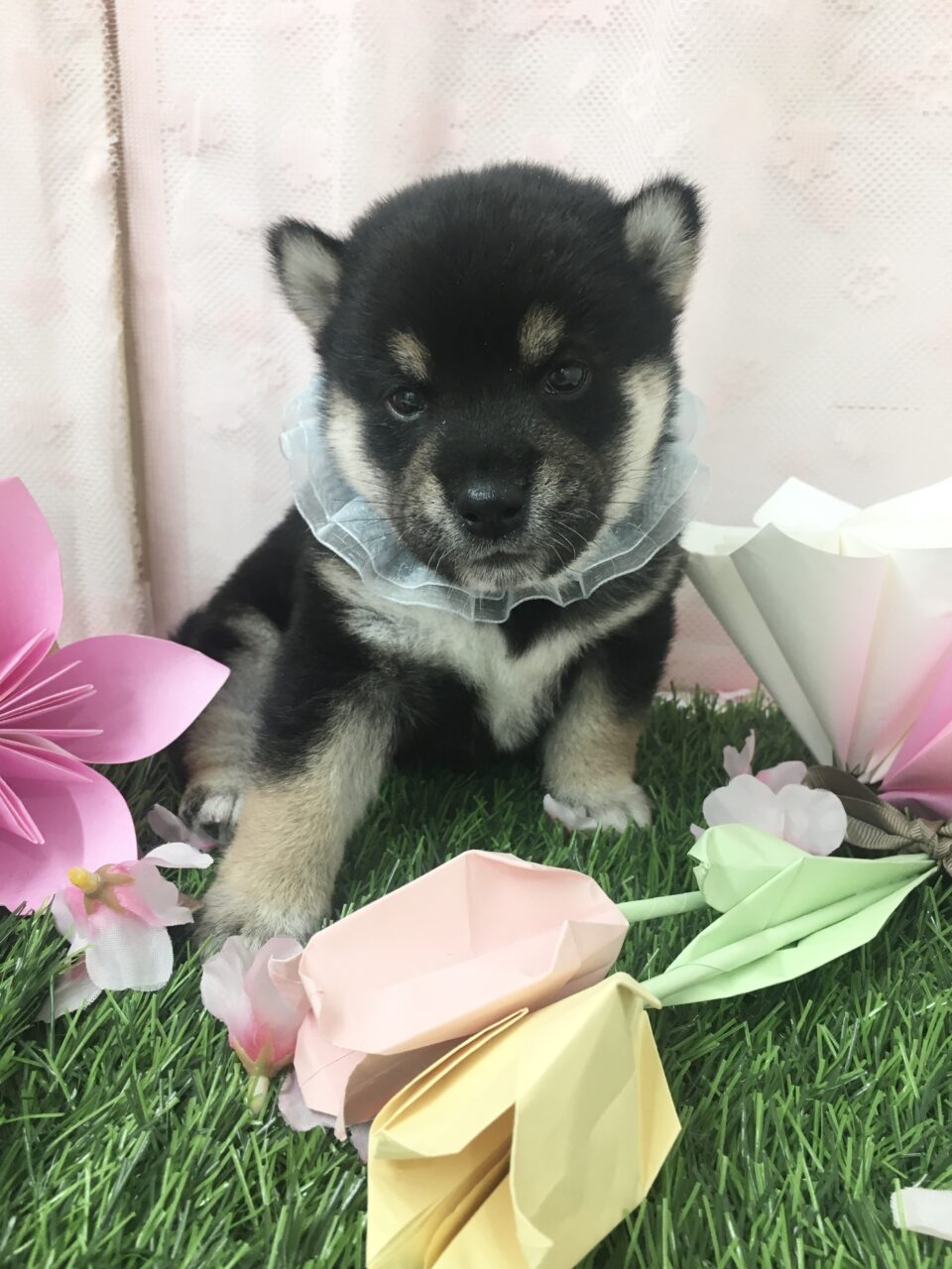 豆柴