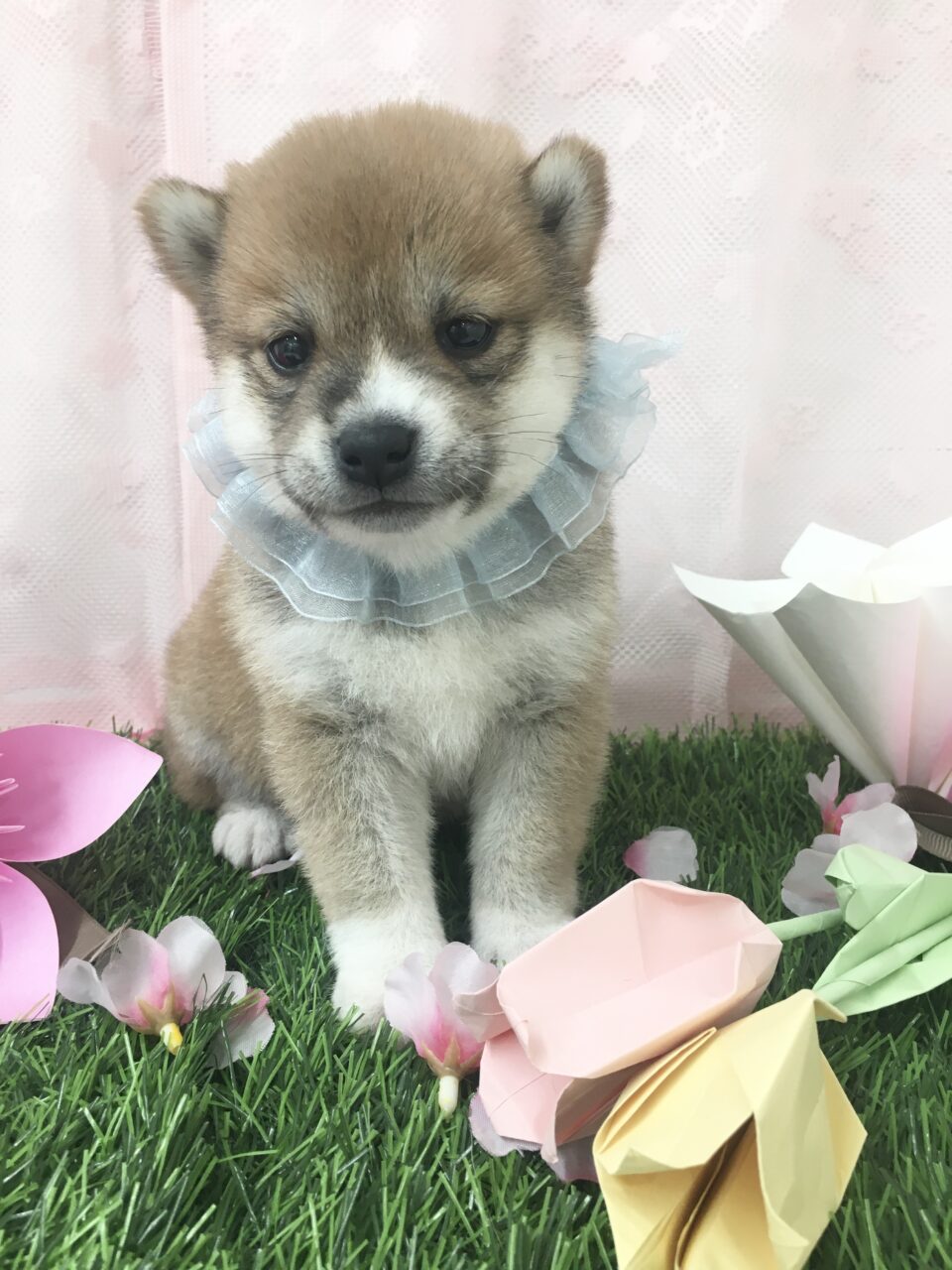 豆柴