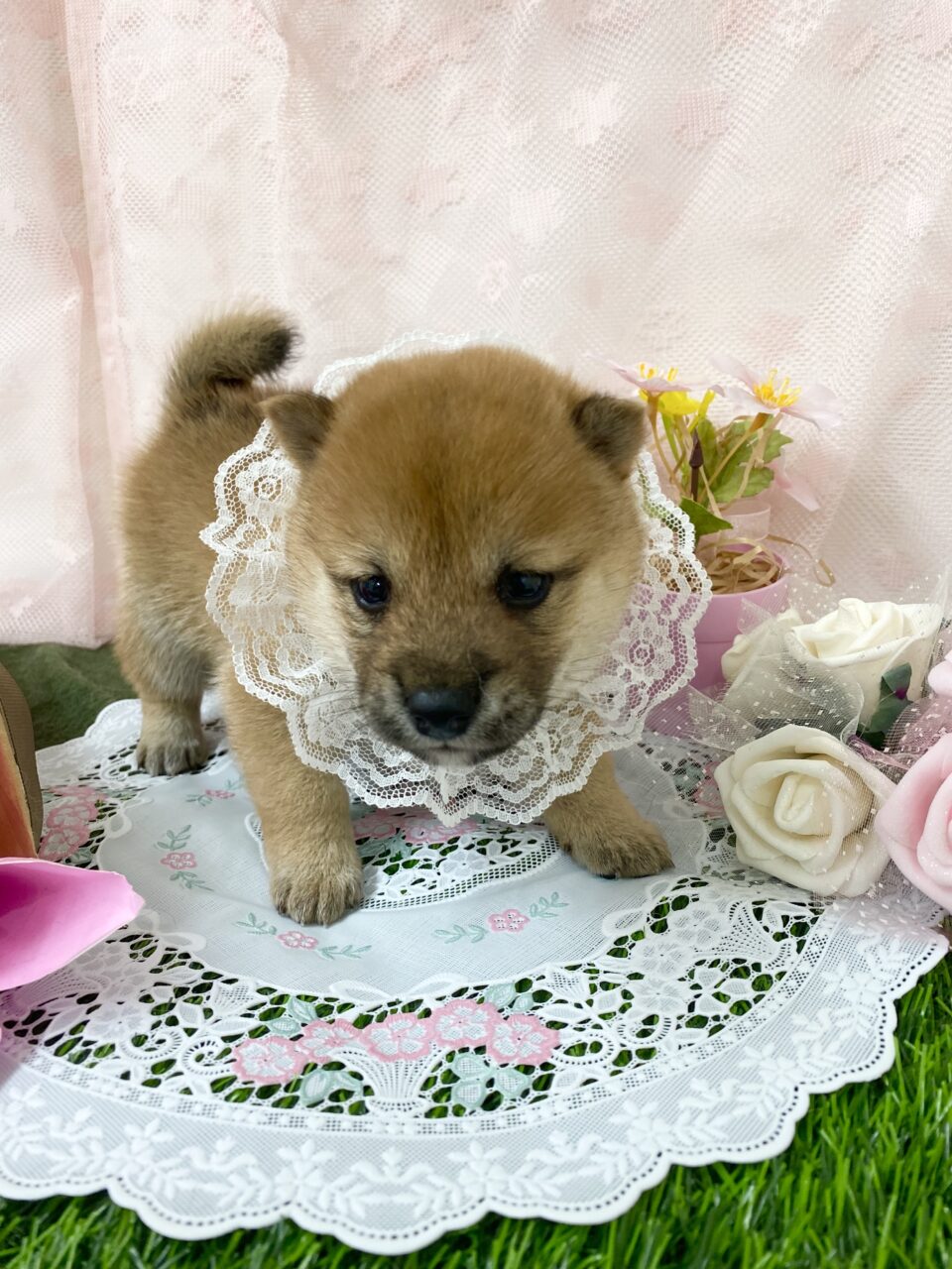 豆柴
