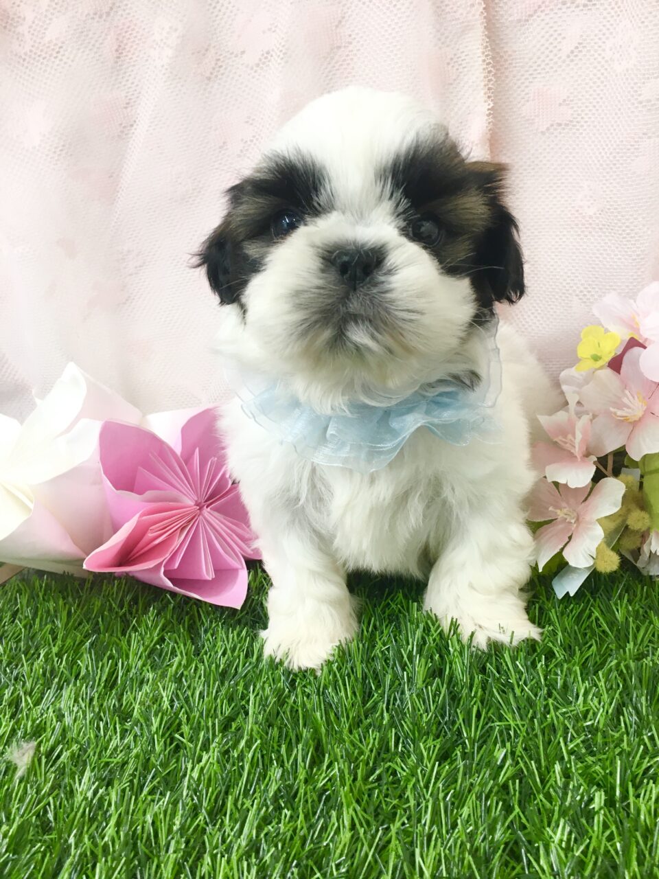 シーズー★男の子★