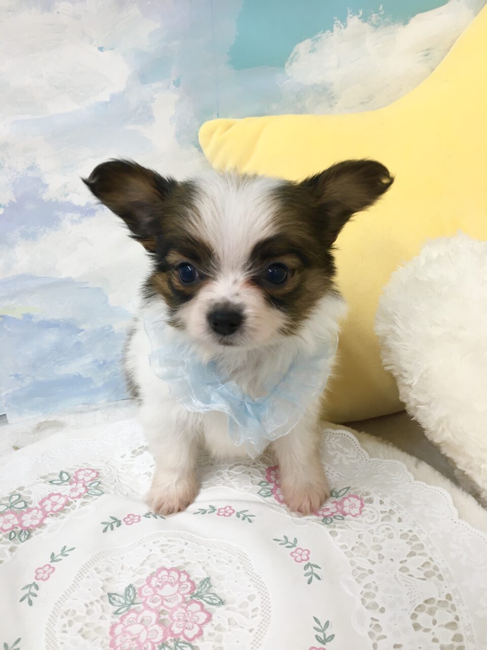 パピヨン