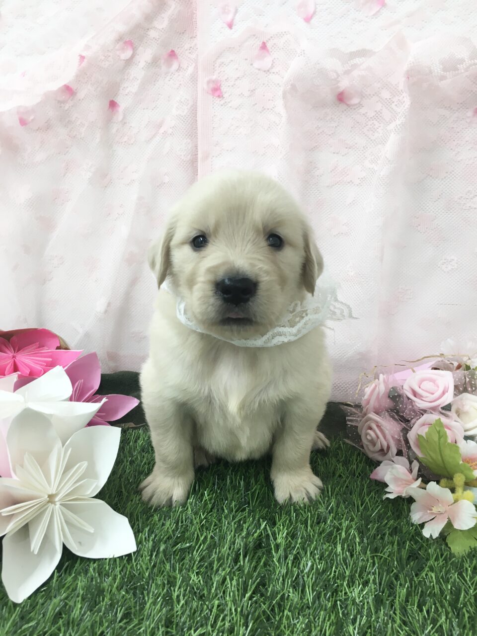 ゴールデン